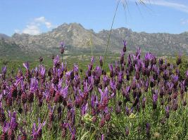 anklicken zum Vergrößern - click to enlarge