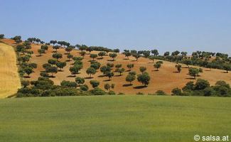 anklicken zum Vergrößern - click to enlarge